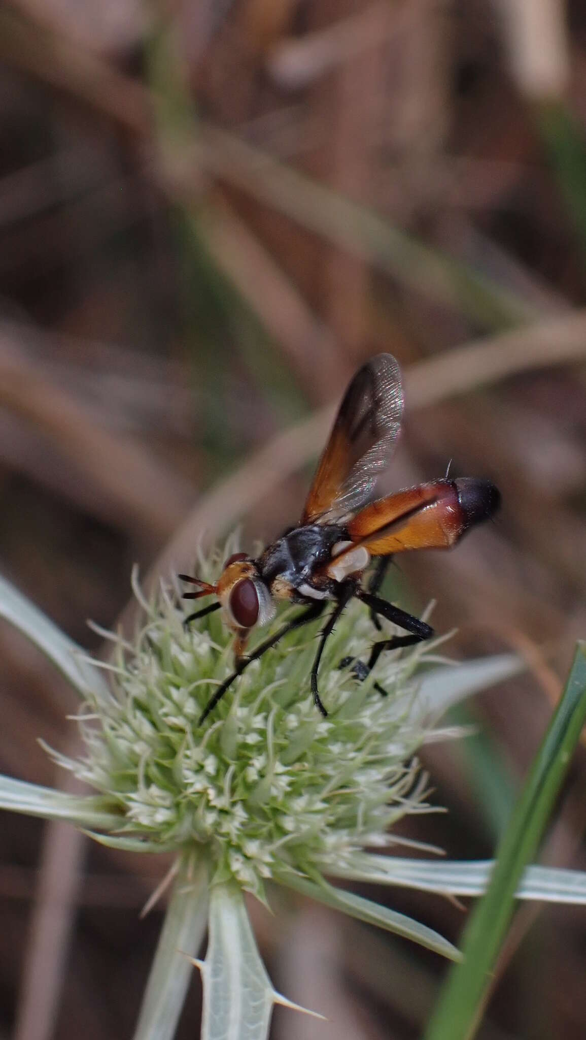 Plancia ëd Cylindromyia rufifrons (Loew 1844)