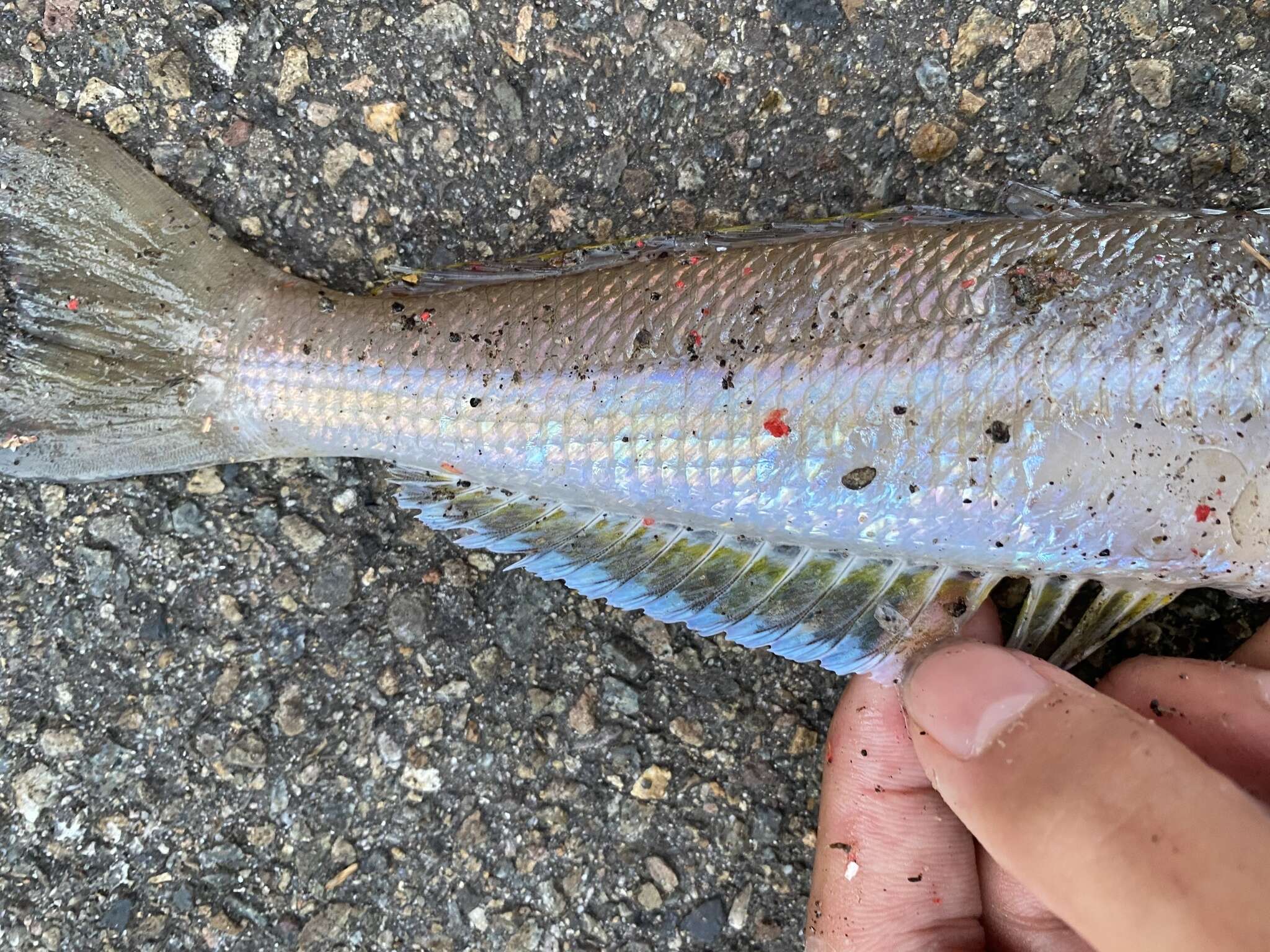 Image of Stout whiting