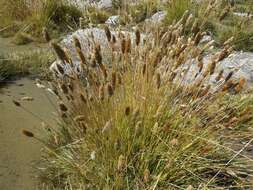 Sivun Calamagrostis chrysantha (J. Presl) Steud. kuva