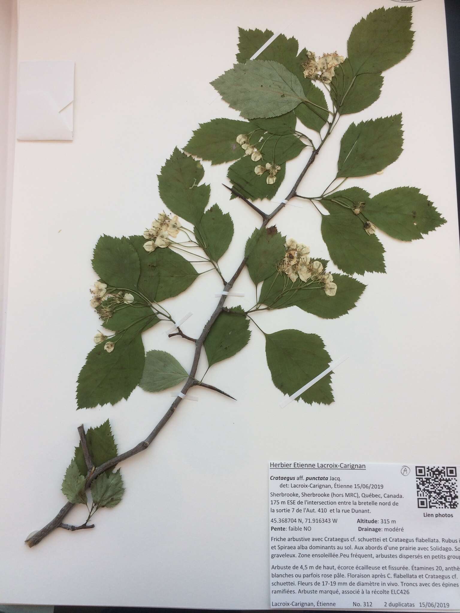 Image de Crataegus brainerdii Sarg.