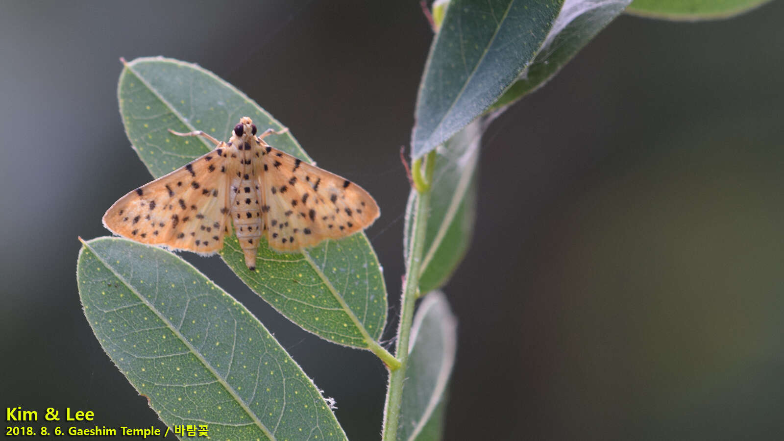 Sivun Conogethes punctiferalis Guenée 1854 kuva