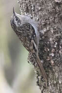 Image of Brown-throated Treecreeper