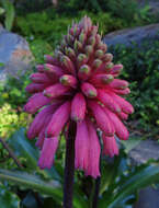 Sivun Veltheimia bracteata Harv. ex Baker kuva