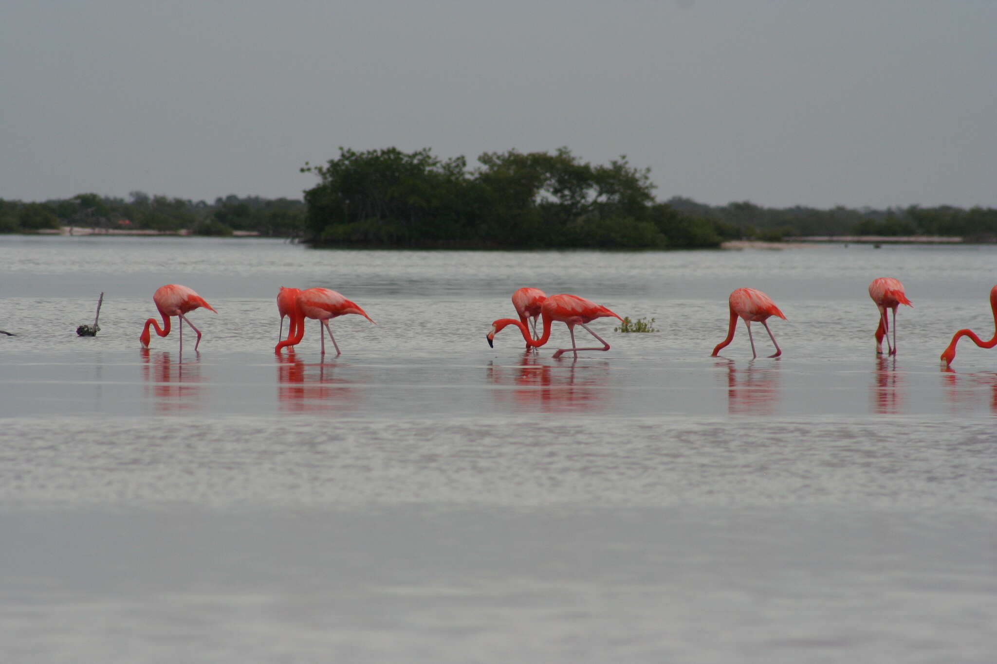 Imagem de Phoenicopterus ruber Linnaeus 1758