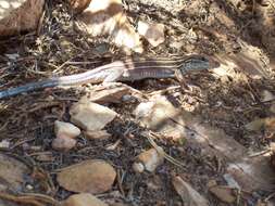 Image of Plateau Striped Whiptail