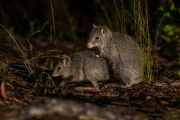 Image of Northern Bettong