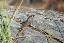 Image of Open-litter Rainbow-skink