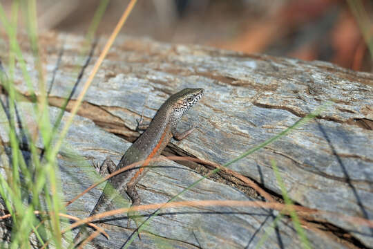 Image of Open-litter Rainbow-skink