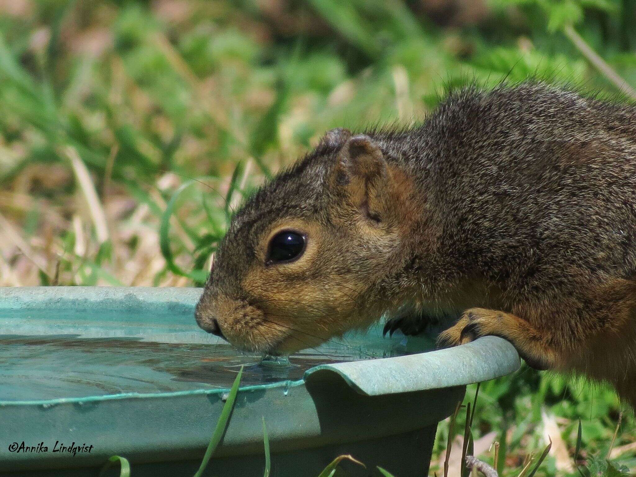 Image of Sciurus subgen. Sciurus Linnaeus 1758