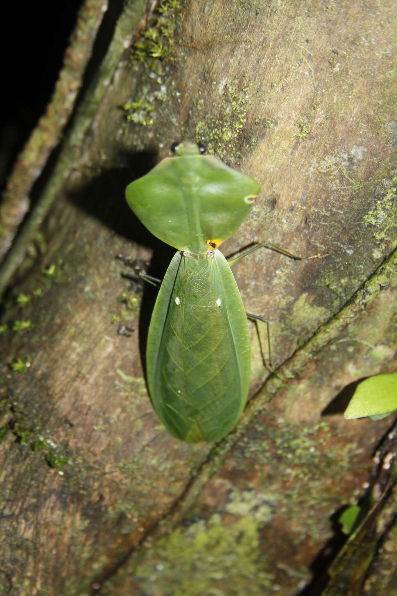 Image of Choeradodis stalii Wood-Mason 1880