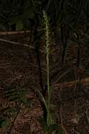 Image of Thurber's Bog Orchid