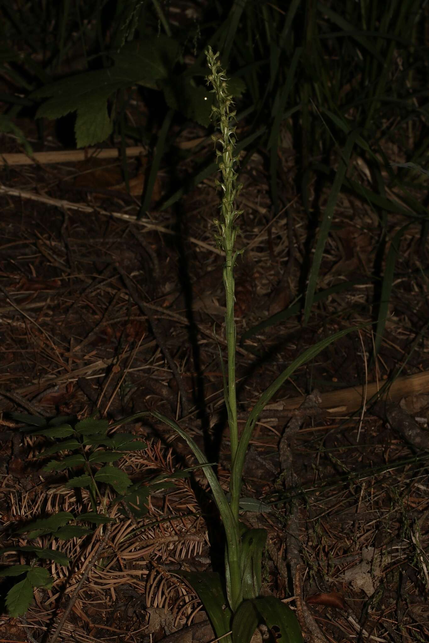 Plancia ëd Coenoemersa limosa (Lindl.) R. González & Lizb. Hern.