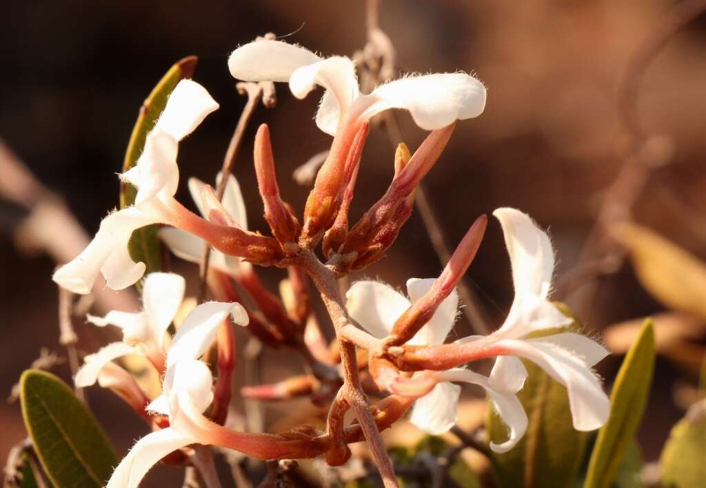 Image of Ancylobothrys capensis (Oliv.) Pichon