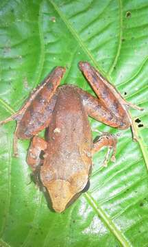 Image of Craugastor metriosistus Ospina-Sarria, Angarita-Sierra & Pedroza-Banda 2015