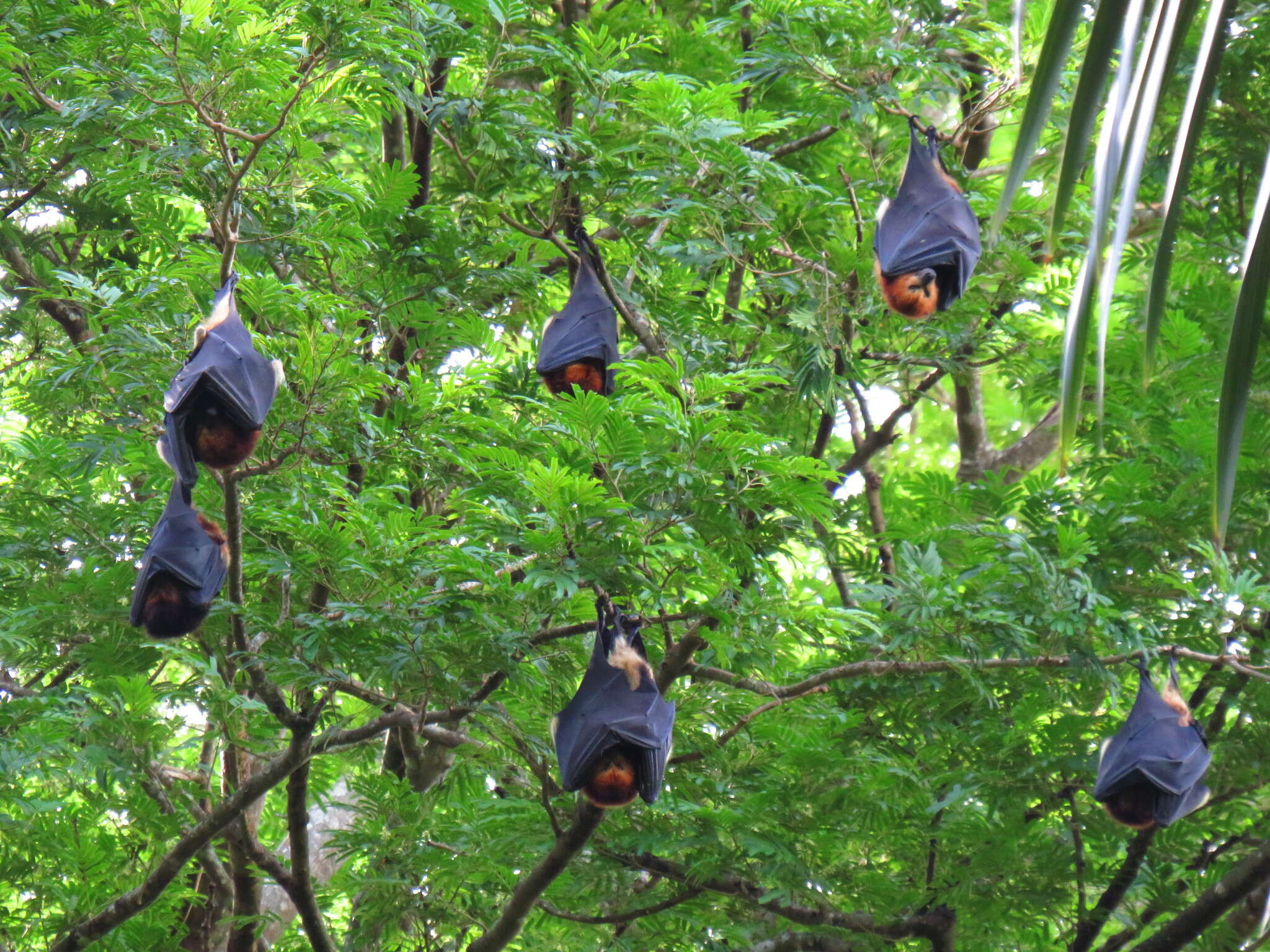 Image of Greater Mascarene Flying Fox