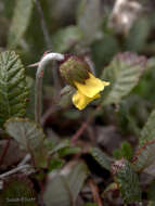 Image of Drummond's mountain-avens