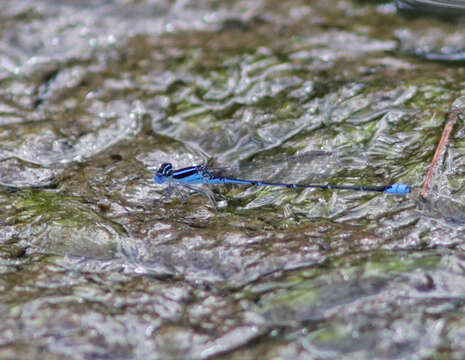 Image of Black-tailed Bluet