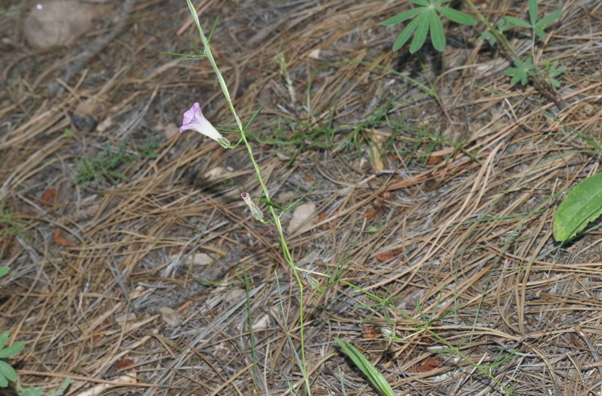 Image of Huachuca Mountain morning-glory