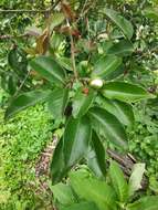 Image of wild guava