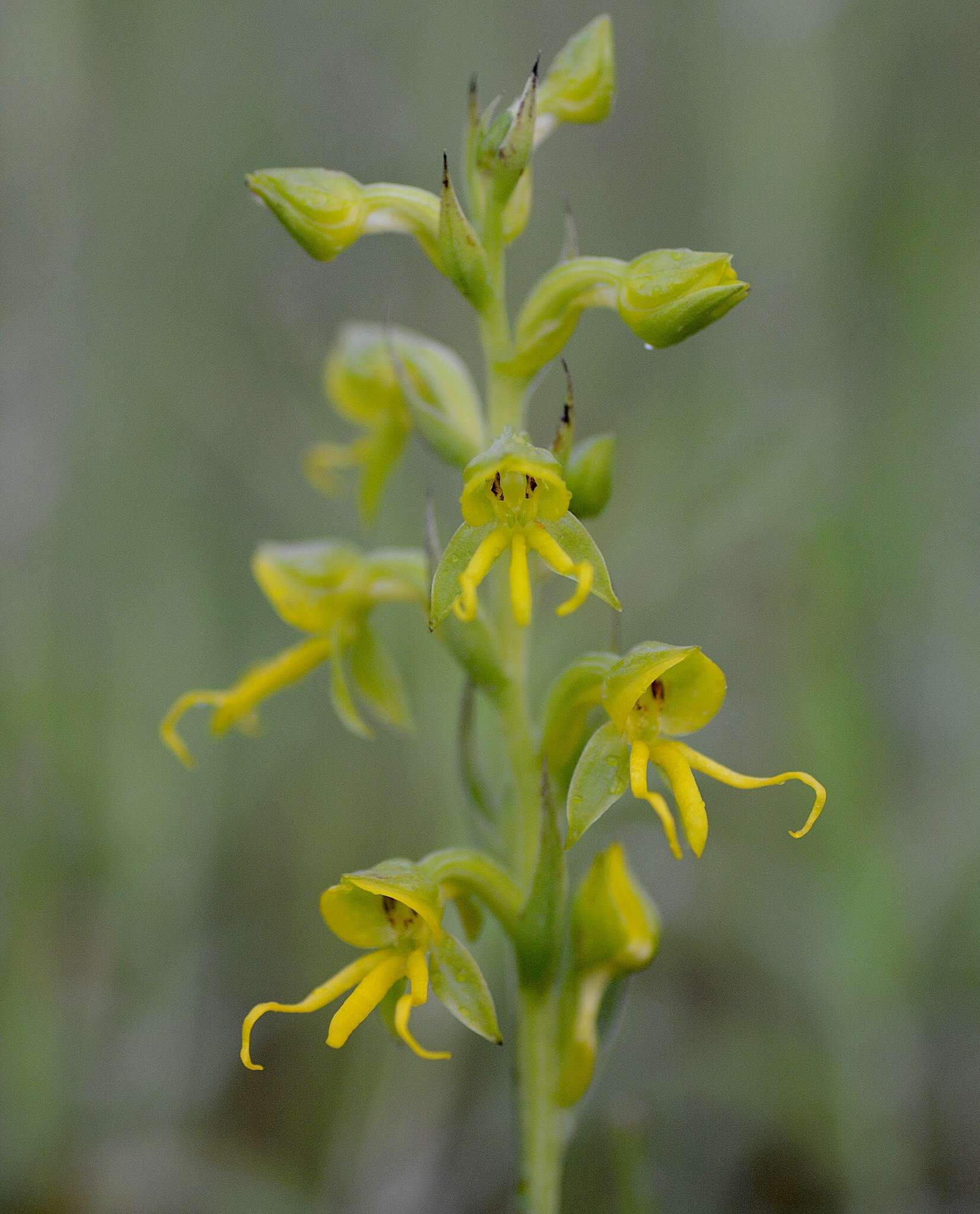 Habenaria marginata Colebr. resmi