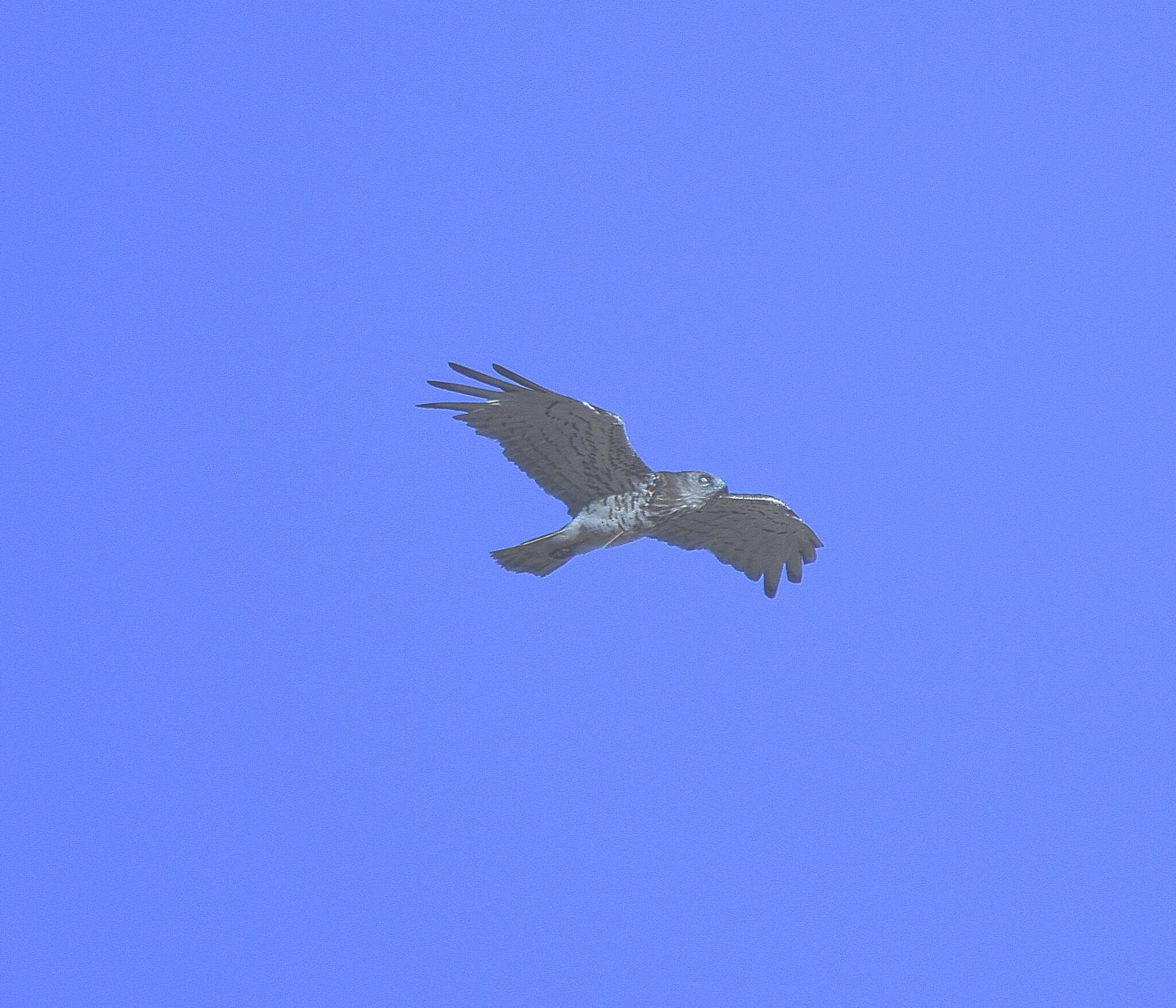 Image de Circaète Jean-le-Blanc