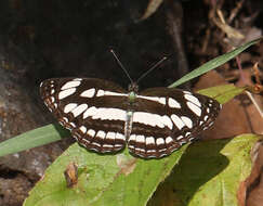 Image of Neptis hylas varmona Moore 1872