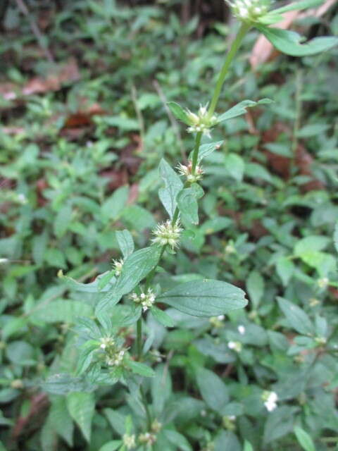 Image of Oval-Leaf False Buttonweed