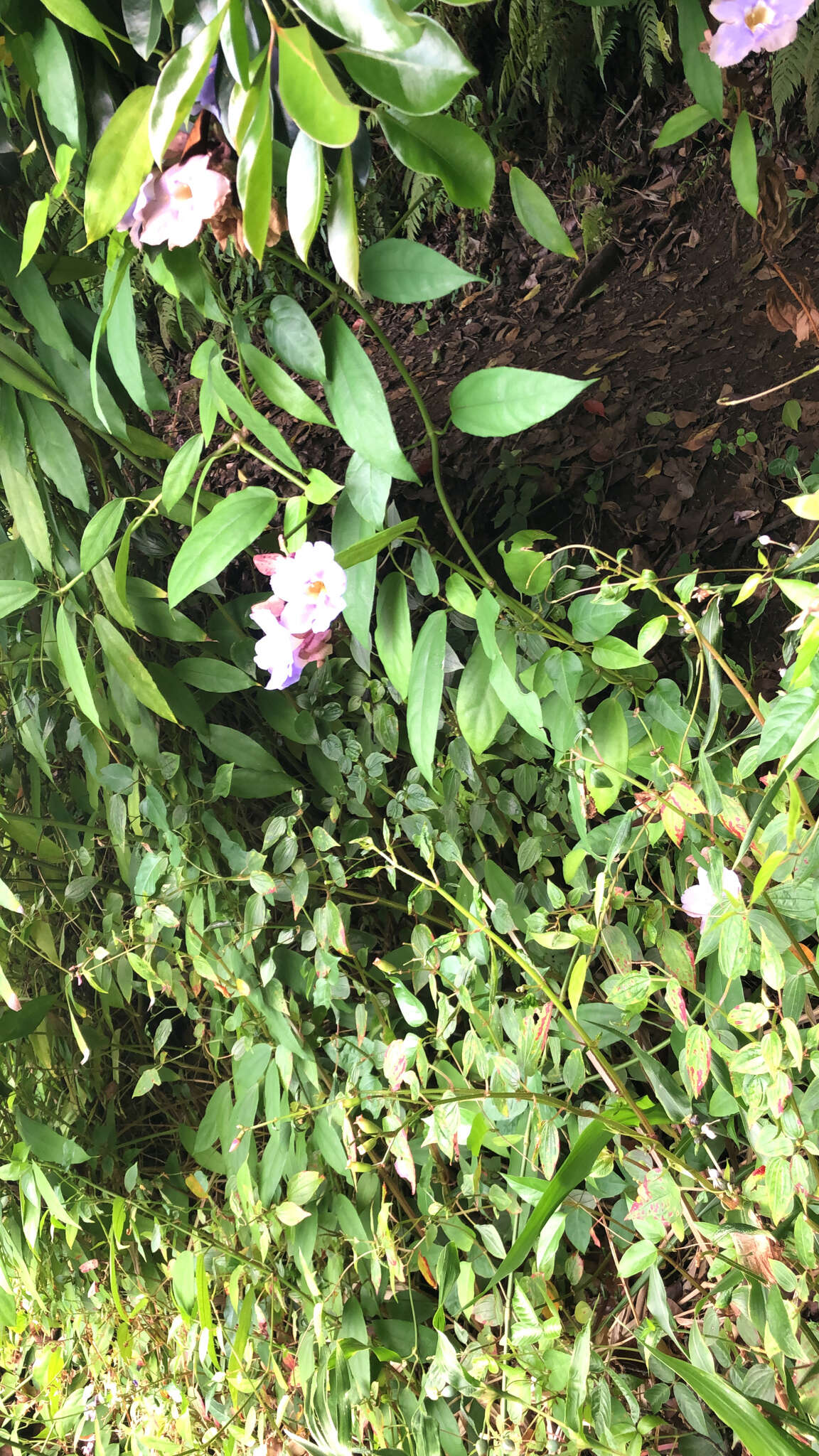 Image of laurel clockvine