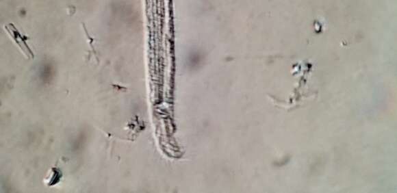 Image of Remanella microstoma