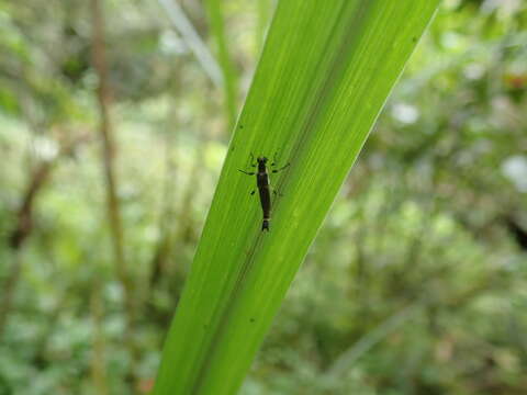 Image of <i>Ichthyurus nigripennis</i> Pic 1913