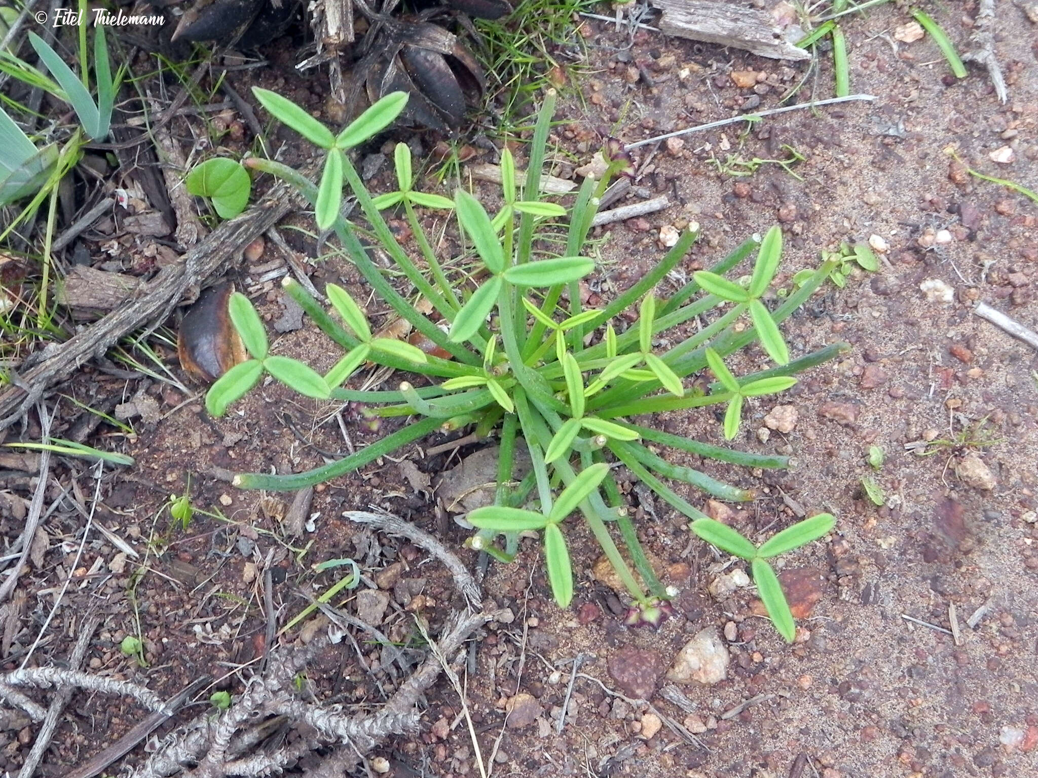 Image of Oxalis tortuosa Lindl.