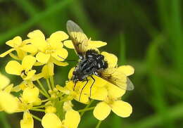Image of Bombylella atra (Scopoli 1763)
