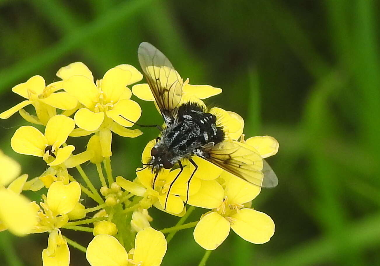Image of Bombylella atra (Scopoli 1763)