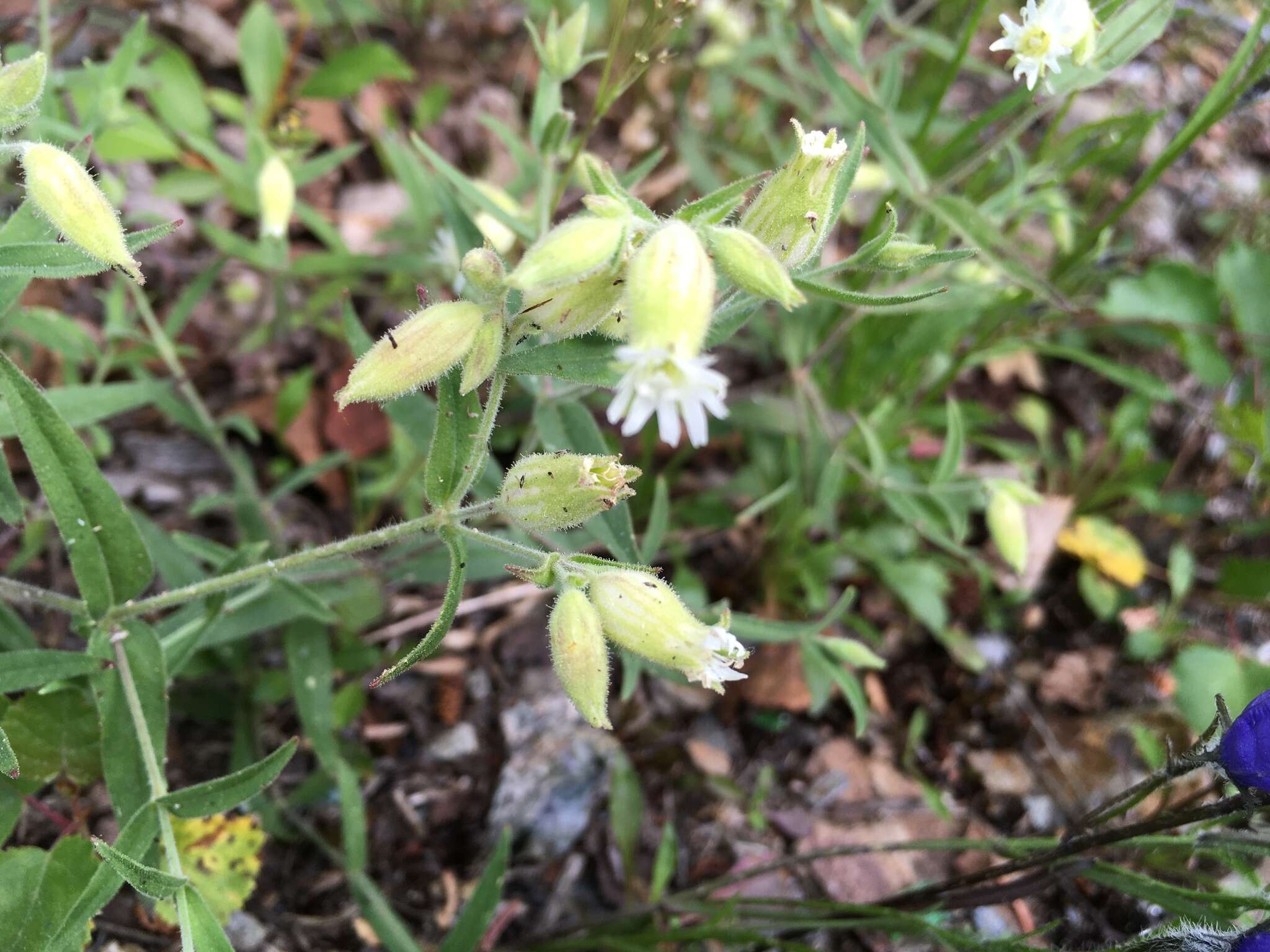 Image of Menzies' campion