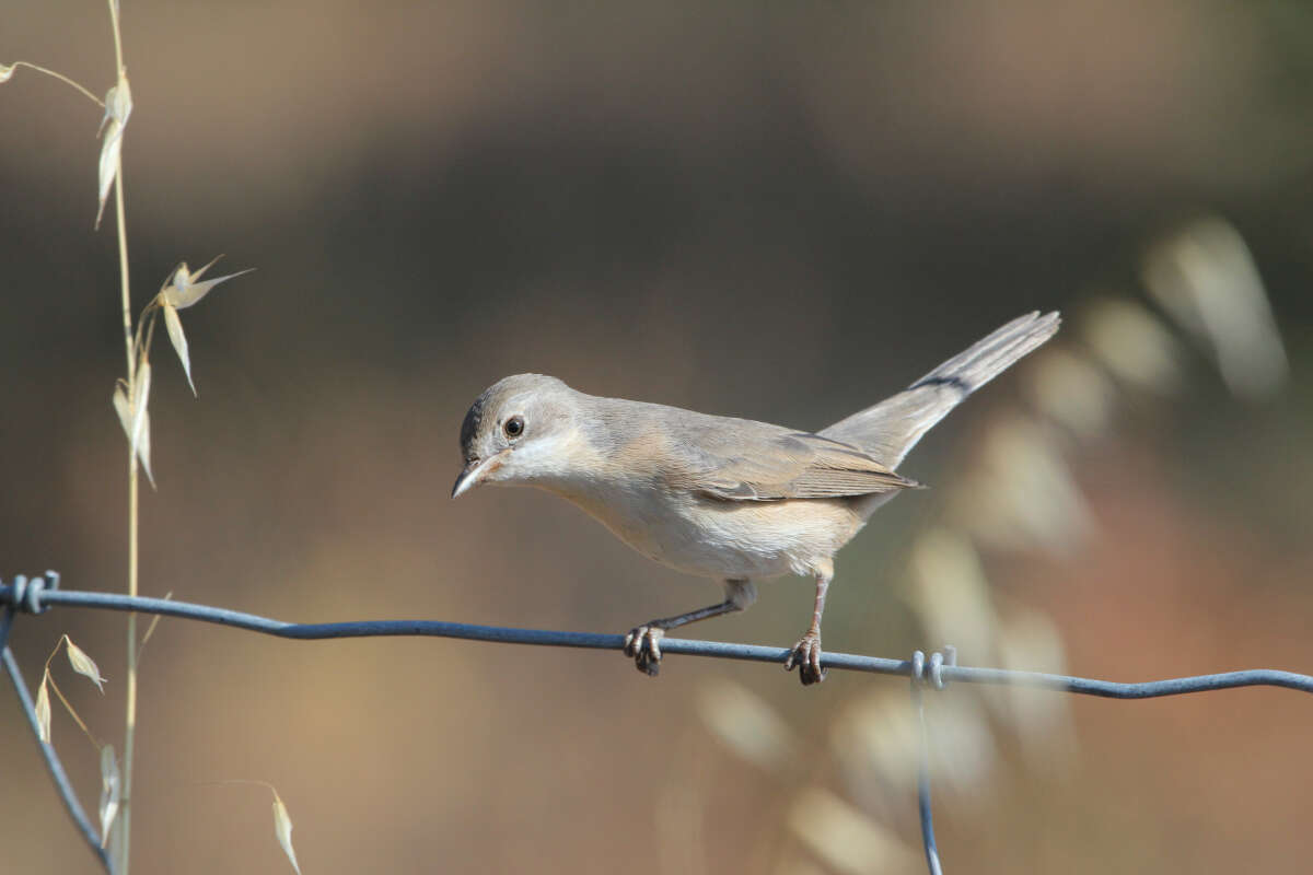 Plancia ëd Curruca iberiae (Svensson 2013)