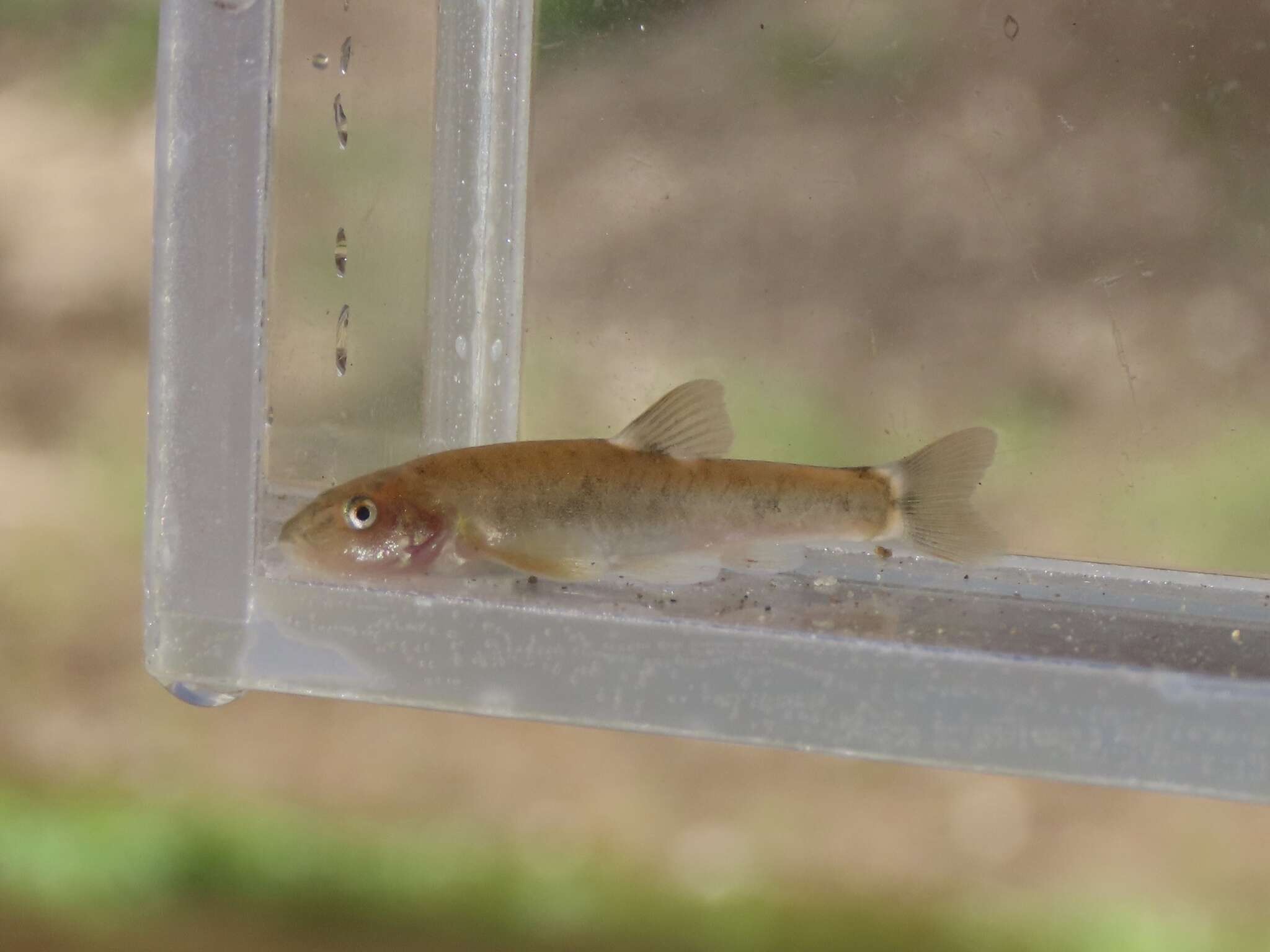 Image of Loach Minnow