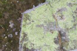 Image of Sulphur dust lichen