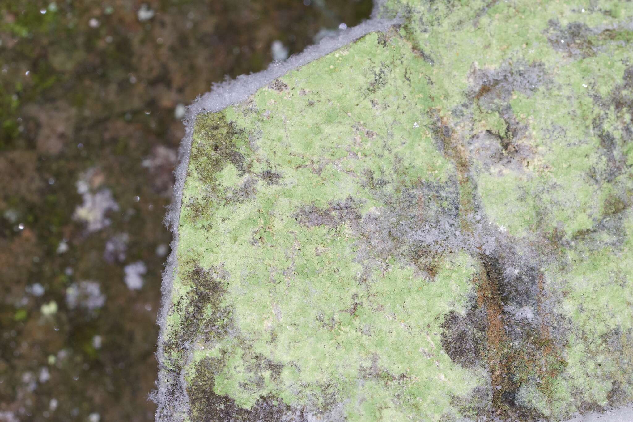 Image of Sulphur dust lichen