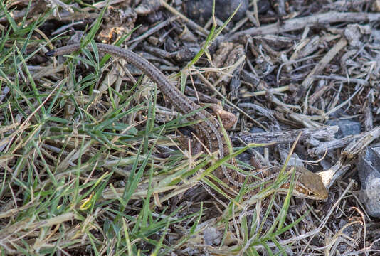 Image of Cape Skink