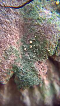 Image of dimerella lichen