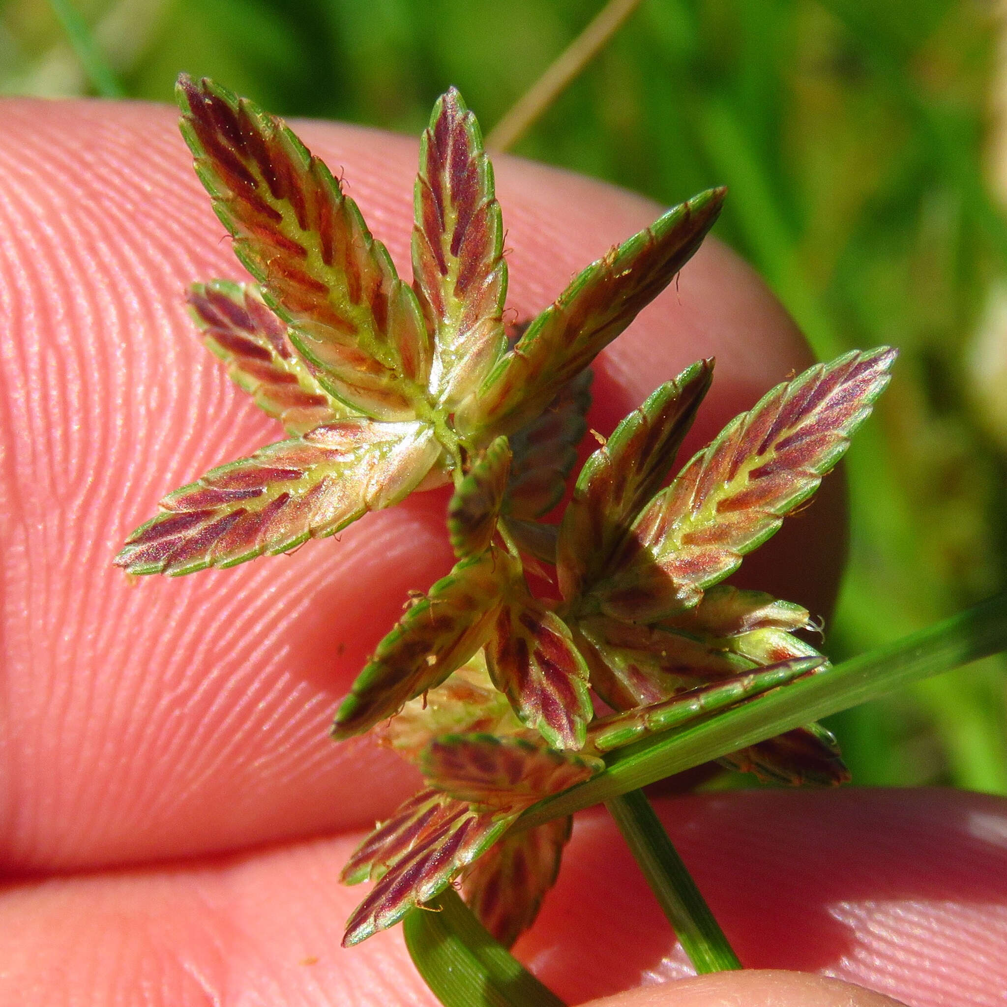 Image of slender flatsedge