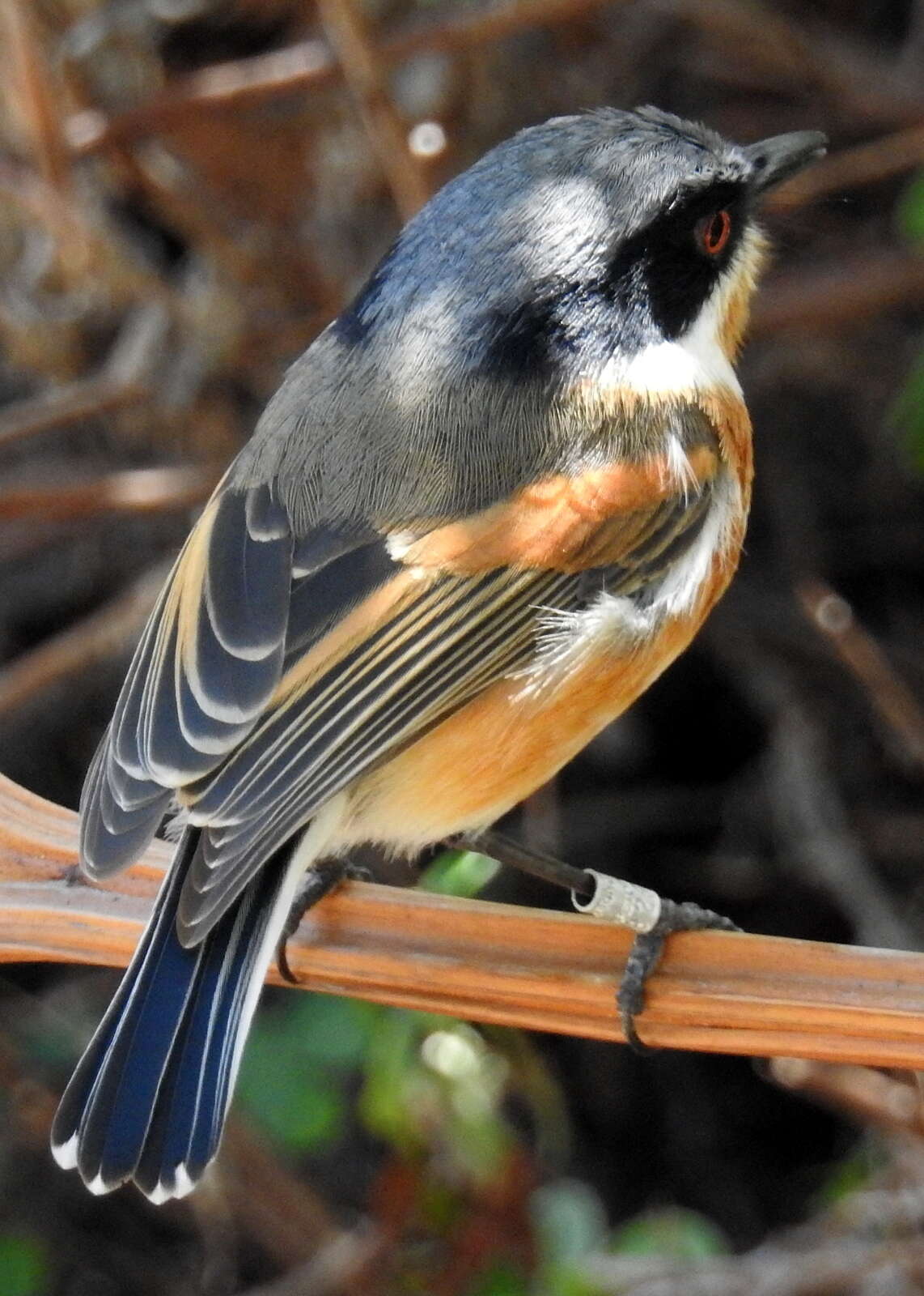 Image of Batis capensis capensis (Linnaeus 1766)