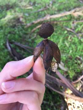 Imagem de Geastrum fornicatum (Huds.) Hook. 1821