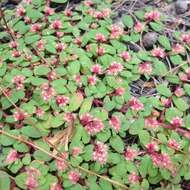 Euphorbia densiflora (Klotzsch) Klotzsch的圖片