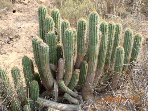 Plancia ëd <i>Trichocereus spachianus</i>