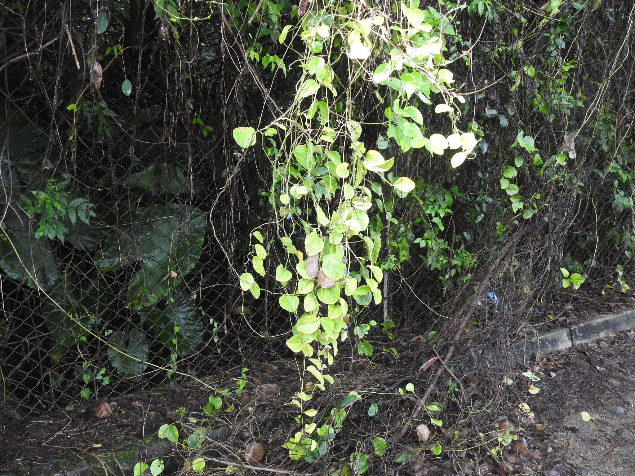 Image of queen coralbead