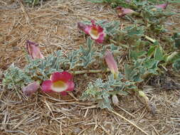 Image of Harpagophytum procumbens subsp. procumbens