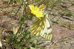 Image of Lofty Bath White