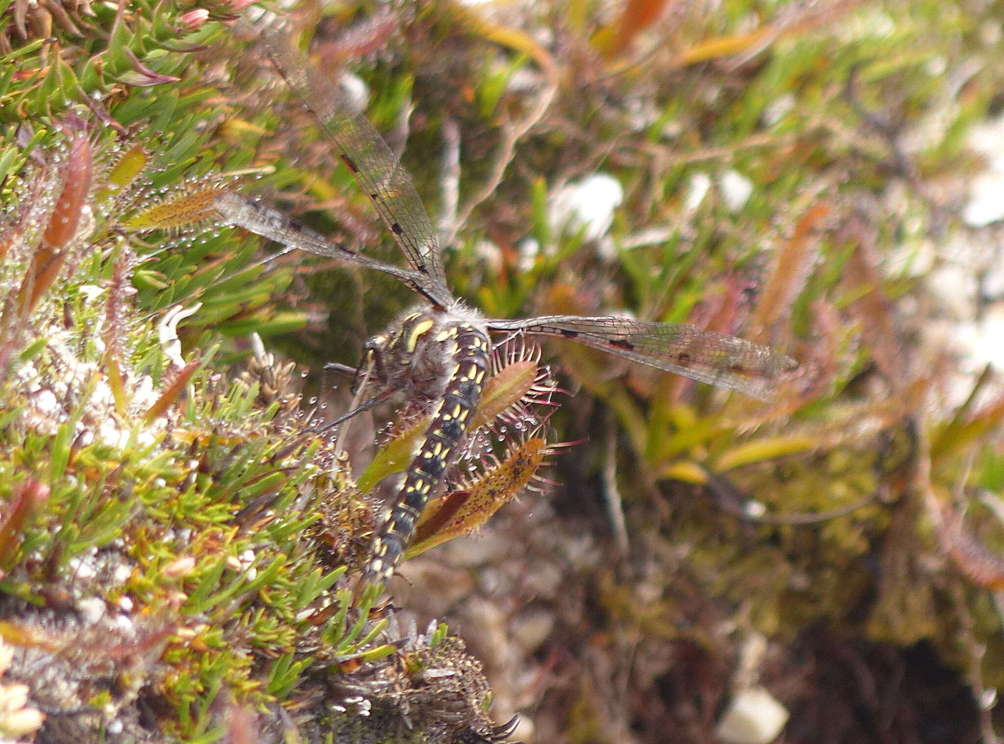 Image of Archipetalia auriculata Tillyard 1917