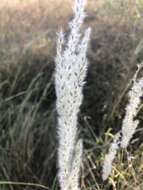 Digitaria californica (Benth.) Henrard的圖片